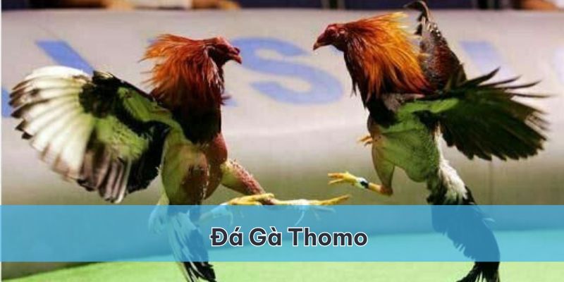 da-ga-thomo